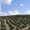 Zdjęcie z Hiszpanii - gaje oliwne