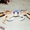 Zdjęcie ze Stanów Zjednoczonych - Ghost crab.