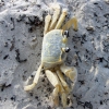 Zdjęcie ze Stanów Zjednoczonych - Ghost crab.
