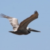 Zdjęcie ze Stanów Zjednoczonych - "Malachitowe" pelikany.