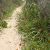Zdjęcie ze Stanów Zjednoczonych - Ścieżka przez wydmy.