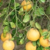 Zdjęcie ze Stanów Zjednoczonych - Teksańskie pomarańcze.