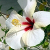 Zdjęcie ze Stanów Zjednoczonych - Biały hibiscus.