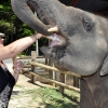 Zdjęcie z Tajlandii - Nasz slonikowy kolega...