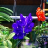 Zdjęcie z Tajlandii - Farma orchidei
