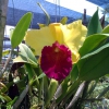 Zdjęcie z Tajlandii - Na farmie orchidei