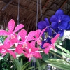 Zdjęcie z Tajlandii - Farma orchidei