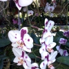 Zdjęcie z Tajlandii - Farma orchidei w Kata
