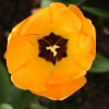 Zdjęcie z Francji - Srodek tulipana.