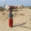 Zdjęcie z Etiopii - Młócka zboża