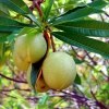 Zdjęcie z Tajlandii - Owoce guava.