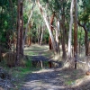 Zdjęcie z Australii - Droga prez las Kuitpo