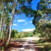 Zdjęcie z Australii - Na lesnej drodze