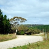 Zdjęcie z Australii - Droga przez Kuitpo Forest