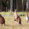 Zdjęcie z Australii - Cztery kangury :)