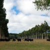 Zdjęcie z Australii - Pastwisko posrod lasow