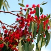 Zdjęcie z Australii - Kwiaty czerwonego...