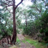 Zdjęcie z Australii - Droga prez las Kuitpo