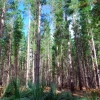 Zdjęcie z Australii - Kuitpo Forest