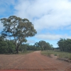 Zdjęcie z Australii - Droga prez lasy Kuitpo