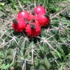 Zdjęcie ze Stanów Zjednoczonych - Seminole - roślinka...