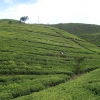 Zdjęcie ze Sri Lanki - Zbiór herbaty
