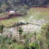 Zdjęcie ze Sri Lanki - Pole ryżowe