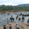 Zdjęcie ze Sri Lanki - Kąpiel słoni