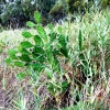 Zdjęcie z Australii - Kaktusy posrod trzcin