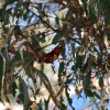 Zdjęcie z Australii - Monarcha na eukaliptusie