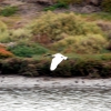 Zdjęcie z Australii - Ibis w locie nad rzeka