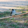 Zdjęcie z Australii - Ptak zwany noisy miner