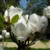 Zdjęcie z Polski - Magnolia biała