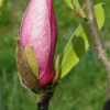 Zdjęcie z Polski - Magnolia pąk