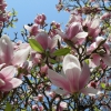 Zdjęcie z Polski - Magnolia różowa