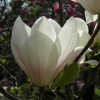 Zdjęcie z Polski - Magnolia w słońcu