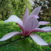 Zdjęcie z Polski - magnolia wielolistna