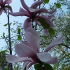 Zdjęcie z Polski - magnolia wielolistna_2