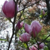 Zdjęcie z Polski - Magnolia gałązka
