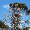 Zdjęcie z Australii - Corellowe drzewo