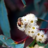 Zdjęcie z Australii - Pszczola na eukaliptusie