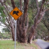 Zdjęcie z Australii - Uwaga na koale :)