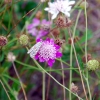 Zdjęcie z Australii - Motylek na kwiatku