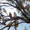 Zdjęcie z Australii - Corelle na drzewie