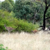 Zdjęcie z Australii - Kangurza rodzinka w ruchu