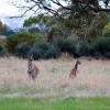 Zdjęcie z Australii - Kangury w buszu