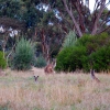 Zdjęcie z Australii - Kangurza rodzina