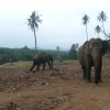 Zdjęcie ze Sri Lanki - Słonie w sierocińcu