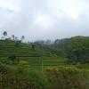 Zdjęcie ze Sri Lanki - Pejzaż herbaciany