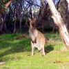 Zdjęcie z Australii - Kangur w buszu